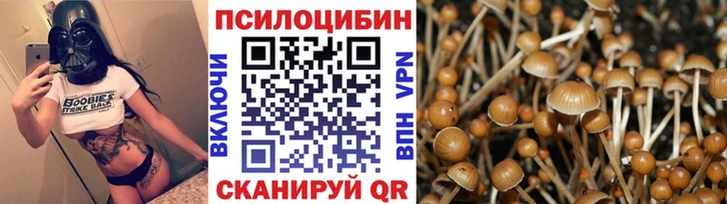 купить   Новотроицк  Галлюциногенные грибы Psilocybe 